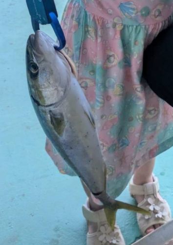 ツバスの釣果