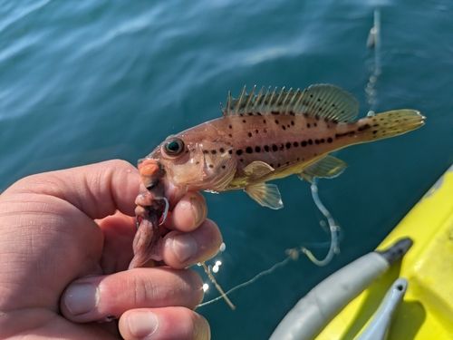 コモンハタの釣果