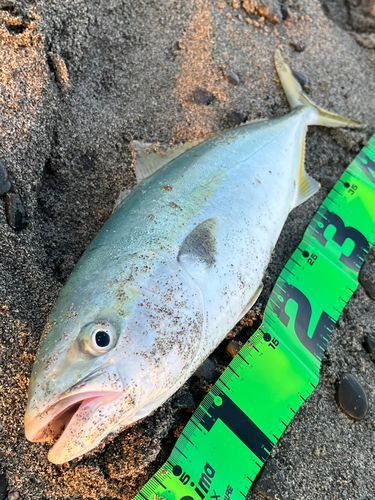 イナダの釣果