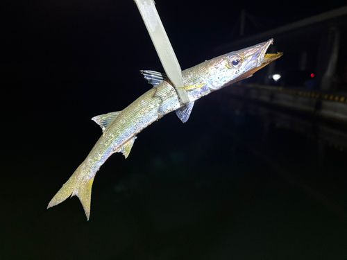 カマスの釣果