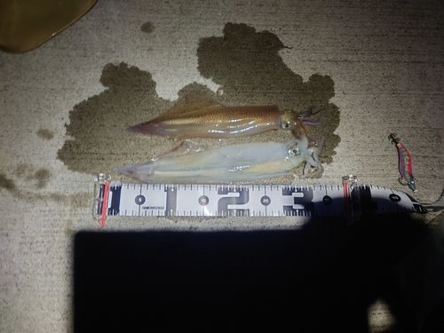 イカの釣果