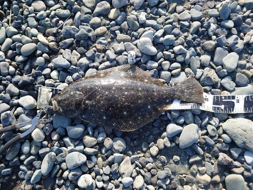 ヒラメの釣果