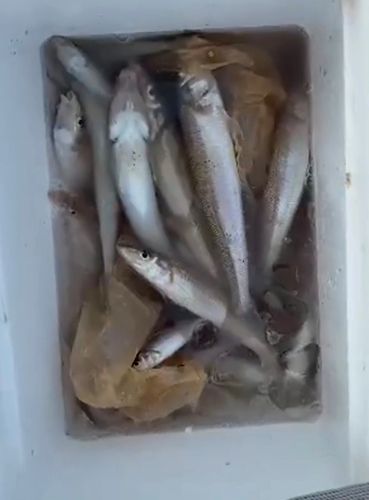 キスの釣果