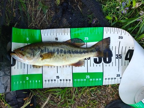 戸田橋で釣れたブラックバスの釣り・釣果情報 - アングラーズ | 釣果