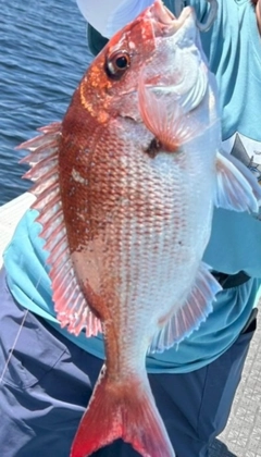マダイの釣果