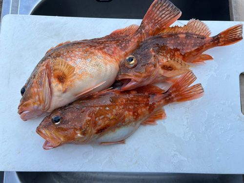 カサゴの釣果