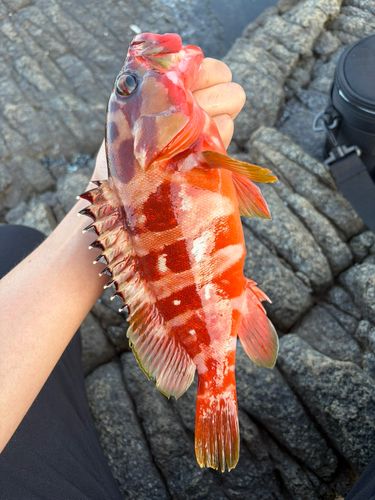 アカハタの釣果