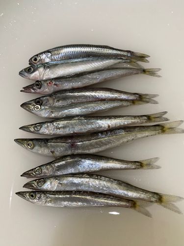 カマスの釣果