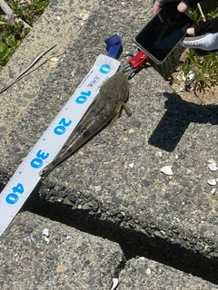 マゴチの釣果