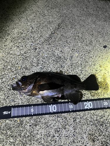 メバルの釣果