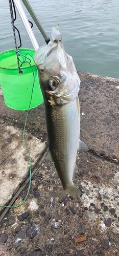 ニシンの釣果