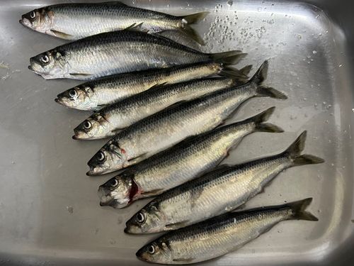 ニシンの釣果