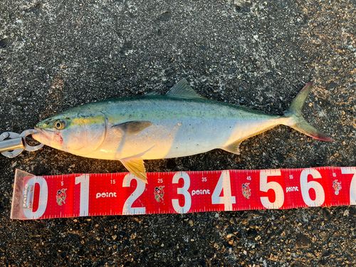 ワラサの釣果
