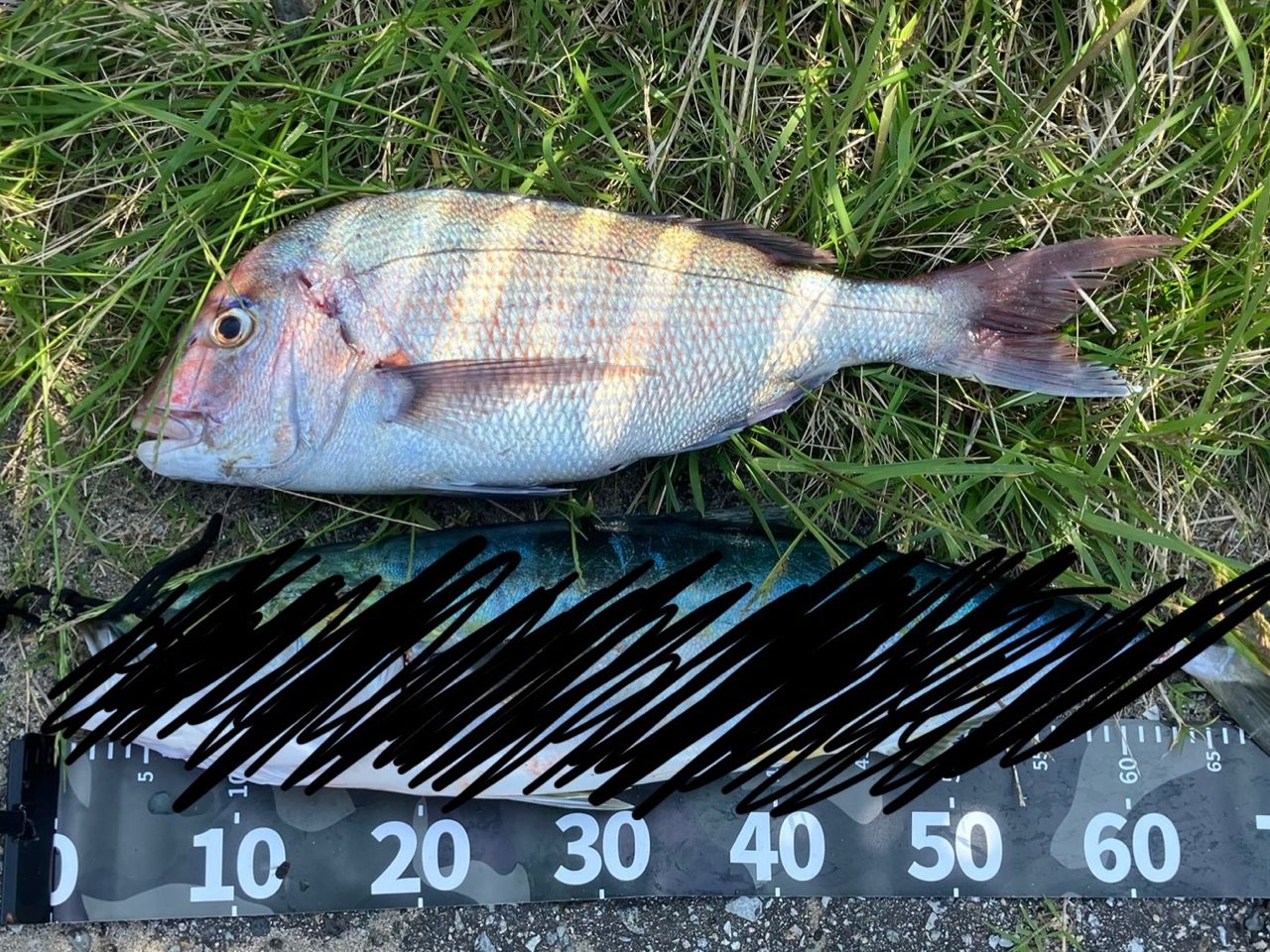 DAIWA 20HRF® PE スペシャル 8.1L-TWの最安値・インプレ・釣果 | 本音