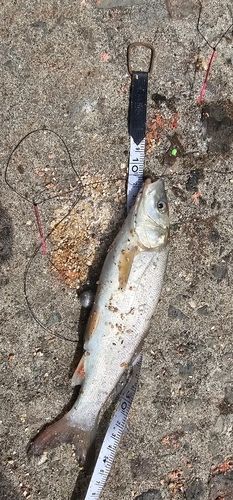 ウグイの釣果