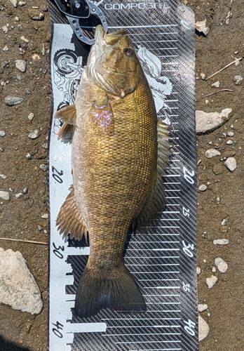 スモールマウスバスの釣果
