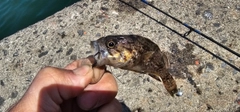 ガヤの釣果