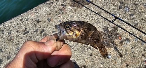 ガヤの釣果