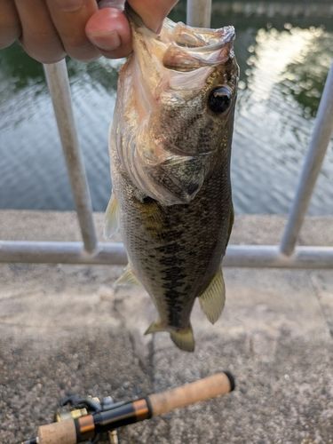 ブルーギルの釣果