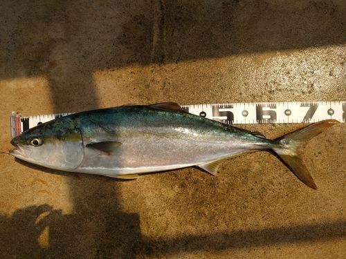 ハマチの釣果
