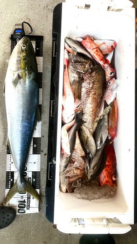 ブリの釣果