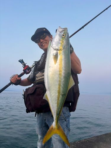 イナダの釣果