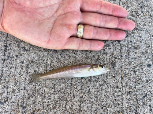 シロギスの釣果