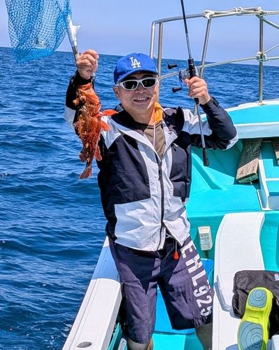ウッカリカサゴの釣果