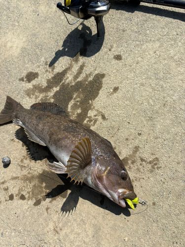 アブラコの釣果