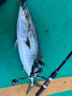 ハマチの釣果