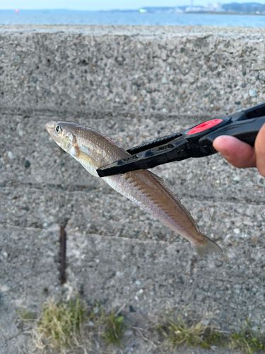 キスの釣果