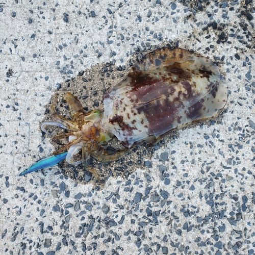 アオリイカの釣果
