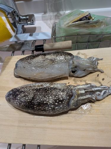シリヤケイカの釣果