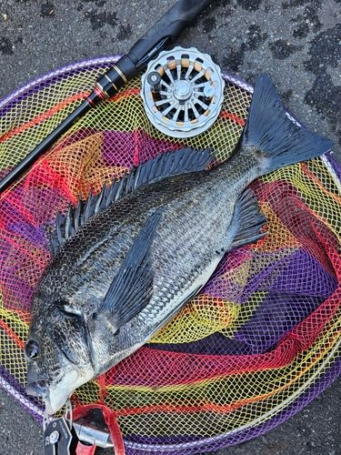 クロダイの釣果