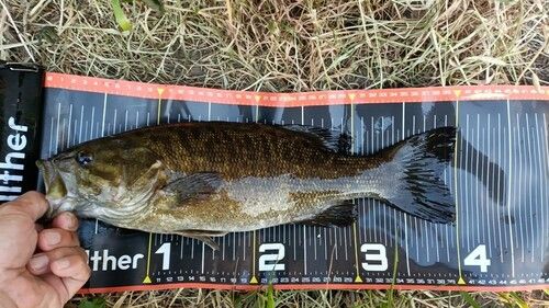 スモールマウスバスの釣果