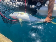 ブリの釣果