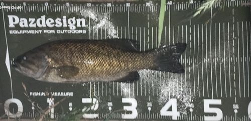 スモールマウスバスの釣果