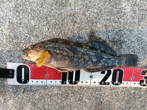 アイナメの釣果