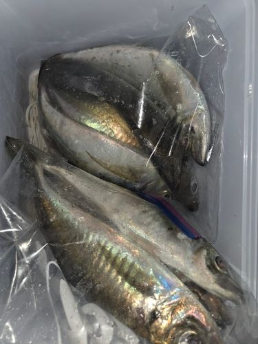 アジの釣果