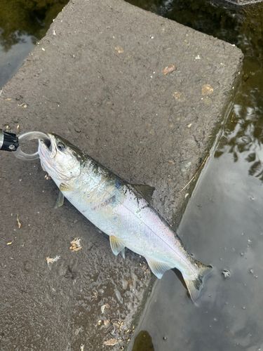 サクラマスの釣果