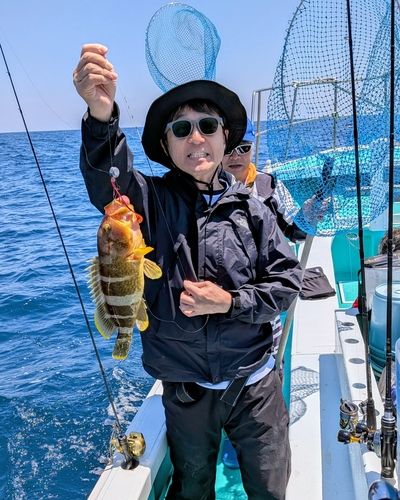アオハタの釣果