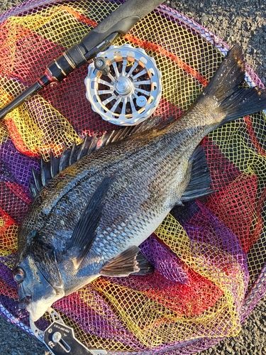 クロダイの釣果