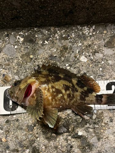 カサゴの釣果