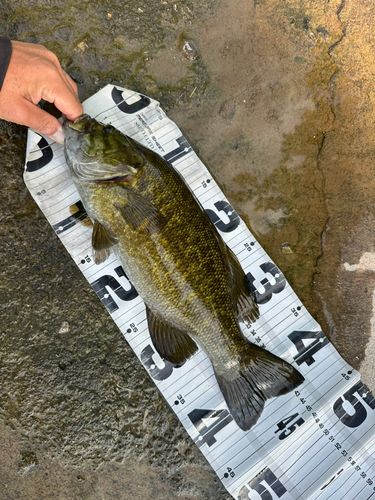 スモールマウスバスの釣果