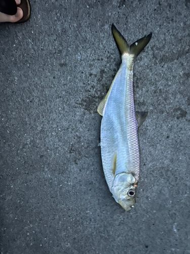 ヒラの釣果