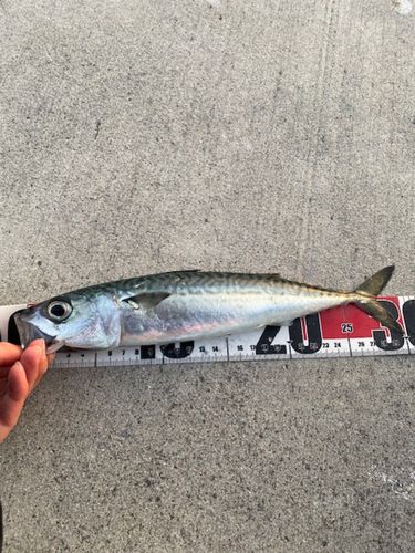 サバの釣果