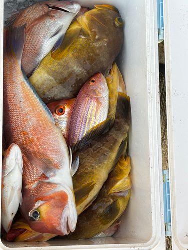 アマダイの釣果