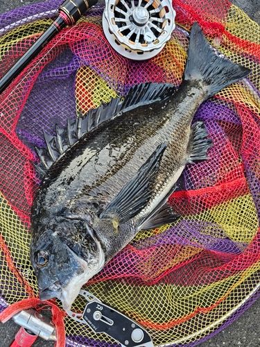 クロダイの釣果
