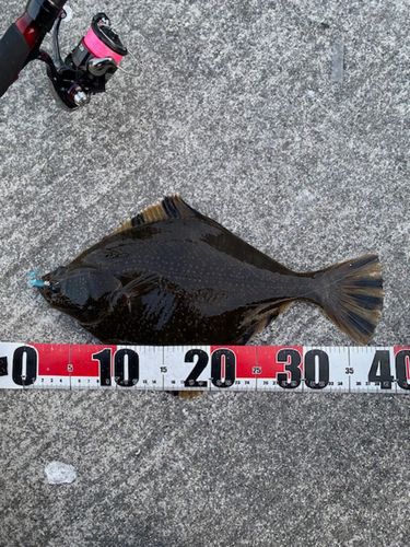 ヌマガレイの釣果