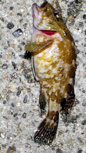カサゴの釣果